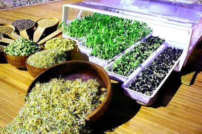 EasyGreen sprouter seeds